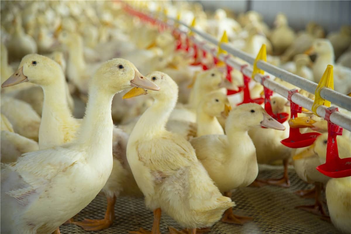 เสริมศักยภาพการทำฟาร์มปศุสัตว์อัจฉริยะด้วยเทคโนโลยี RFID