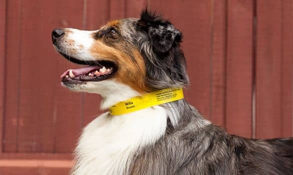 Smart Pet Management: How RFID Enhances Identification and Tracking