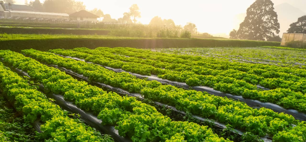 RFID ในเกษตรอัจฉริยะ: จากโมดูล RFID UHF ไปจนถึงสติกเกอร์สำหรับการติดตามและบำรุงรักษาเครื่องจักร